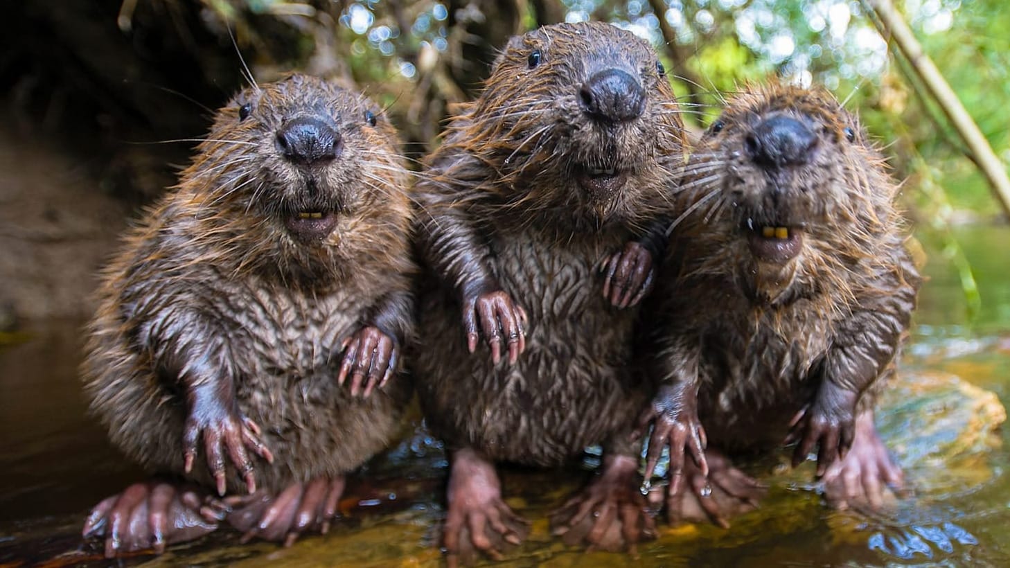 Diese Woche in Bad Tölz: Radeln, Vereine ... und Biber!