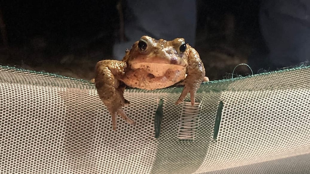 Diese Woche in Bad Tölz: Amphibien, musikalische Stadt, Radlflohmarkt und Rock im Tal